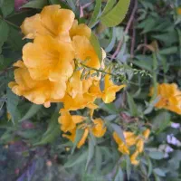 باغچه