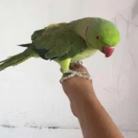 طوطی ملنگو نر سخنگو و دستی