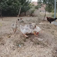 فروش غاز کوچک