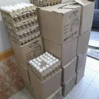 فروش عمده وخرده تخم مرغ