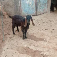 3عددبزوبرغاله درجه یک حراج75تومان