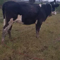 گاو سیمنتال