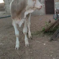 گوساله نر