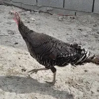 بوقلمون نره ماده