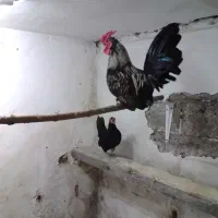 مرغ‌وخروس