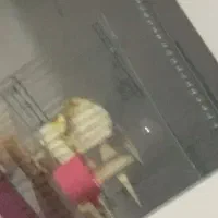 عروس هلندی مولد