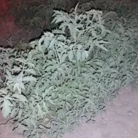 نهال گوجه