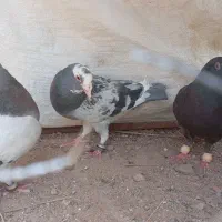 کفتر