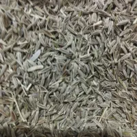 زیره سبز تازه