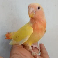 کوتوله
