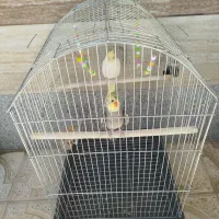 عروس هلندی نر وماده