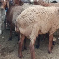 بره چینی
