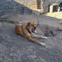 واگذاری سگ آدمی