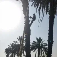 هرس درختان مزاحمم