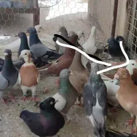 کبوتر یا کفتر طوقی و پلاکی
