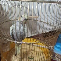 عروس هلندی