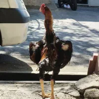 خروس و مرغ