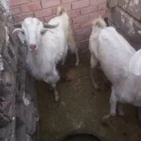 سلام فروش بزوکره وکره پارسالش