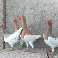 4عدد کبوتر