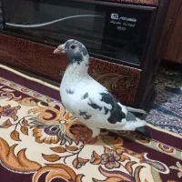 کبوتر