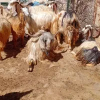 بز و بی