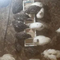 فروش بلدرچین خانگی