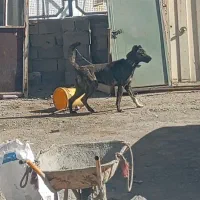 سگ افقان