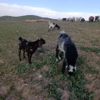 فروش بز و‌ میش پر شیر