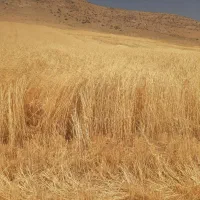 کاه گندم دیم