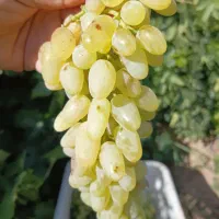 انگور عسگری