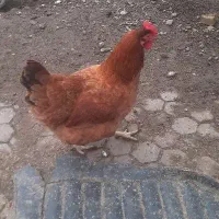 مرغ محلی تخمگزار