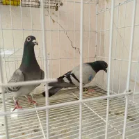 فروش تعدادی کفتر