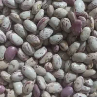 لوبیا چیتی