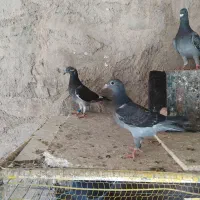 جوجه مسافتی