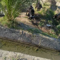 تروشت فروشی