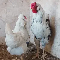 مرغ خروس گلین