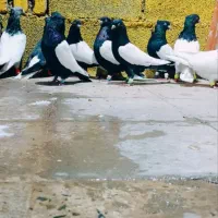 رنگی سرای صادقی