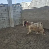 پازن