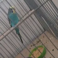 مرغ عشق