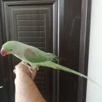 شاه طوطی بسیار دستی ورام