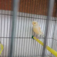 ماده آماده مزایکی عالی