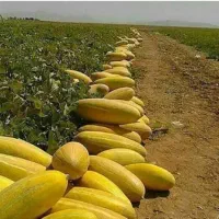 دشت بان و نگهبان باختره و دهقان