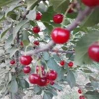 آلبالو