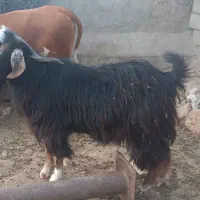 چپش سابرین