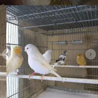 قناری ماده گلاستر  نر پرتقالی شلاقی