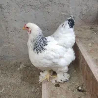 تخم برهما خروس مرغ