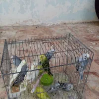 مرغ عشق سالم رنگارنگ