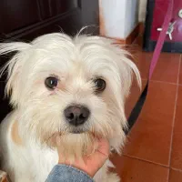 سگ پاکوتاه ماده خانگی