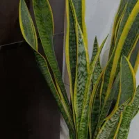 گل و گیاه آپارتمانی و حیاط
