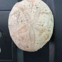 فسیل میلیون ساله